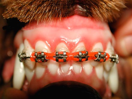 O aparelho ortodôntico não é só coisa de adolescente, ele ajuda no tratamento odontológico em animais. Crédito: Divulgação/Odontovet