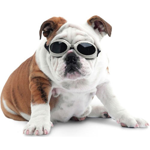 doggles-protective-eyewear-dogs-3