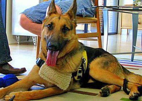 O pastor alemão Buddy conseguiu salvar uma vida em setembro de 2008. O cão ligou para o serviço de emergência (911) en Phoenix, nos Estados Unidos, quando seu dono, Joe Stalnaker, passou mal em casa. Cão pressionou uma tecla já programada e telefonou para o 911. (Foto: AP)