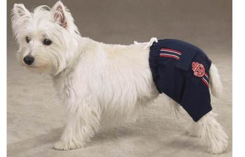 Outra bermuda mais sofisticada deixa o cão elegante mesmo no verão